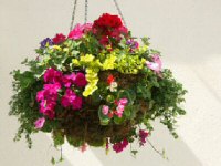 flower competition